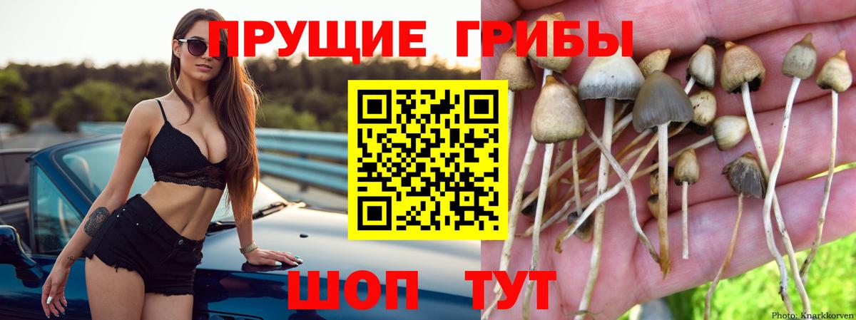 где купить наркоту  Галлюциногенные грибы Psilocybine cubensis  Вход с VPN  Благодарный 
